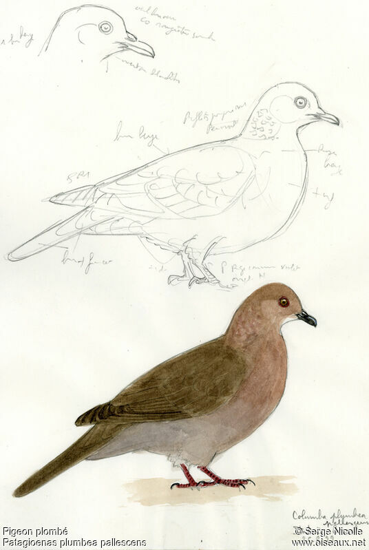 Plumbeous Pigeon, identification