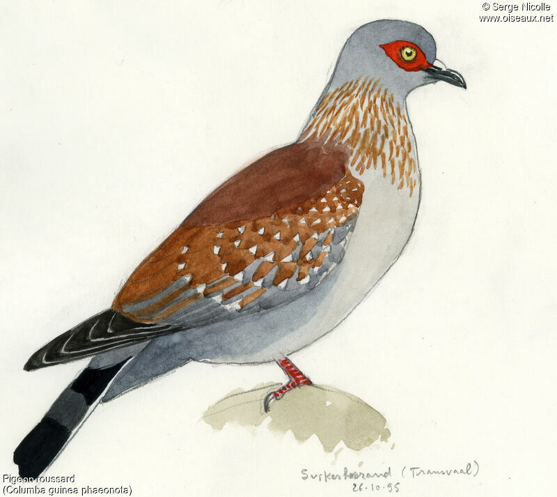 Pigeon roussard, identification