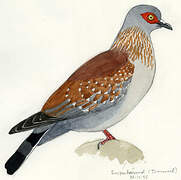 Speckled Pigeon