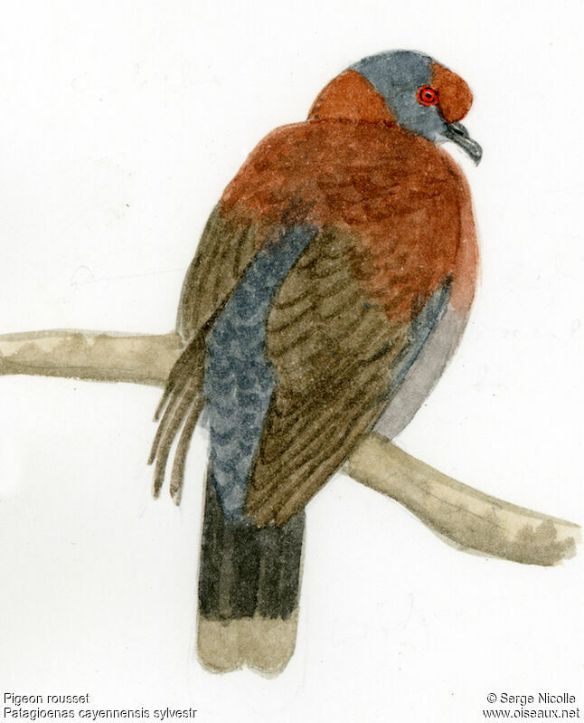 Pigeon rousset, identification