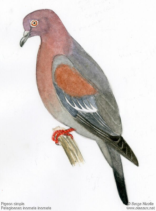 Plain Pigeon, identification