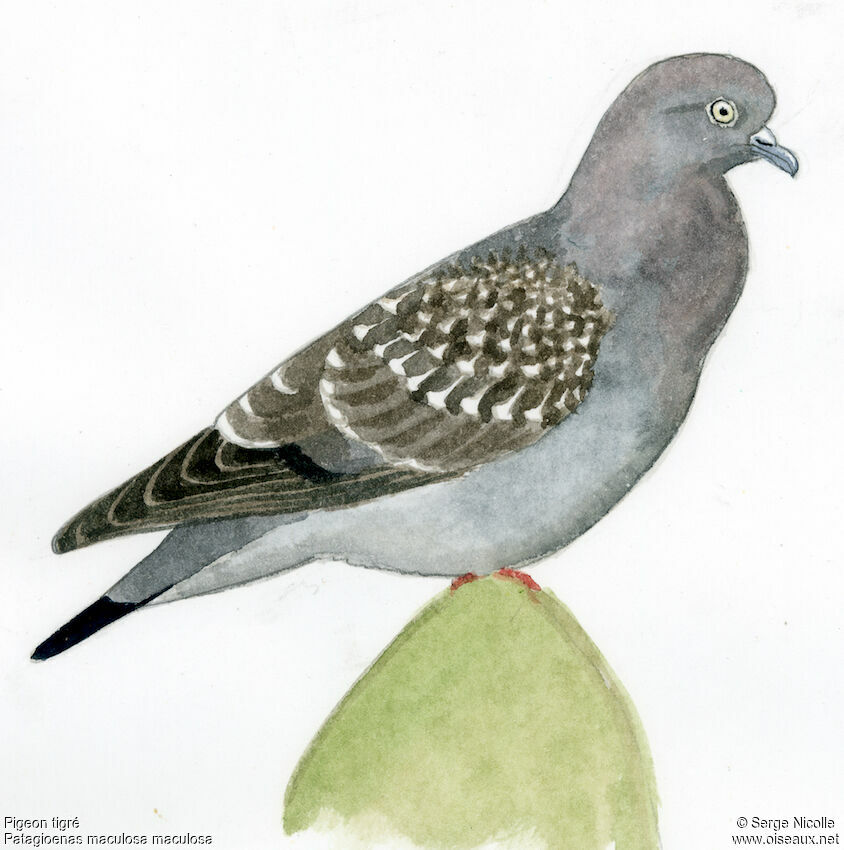 Spot-winged Pigeon, identification