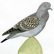 Spot-winged Pigeon