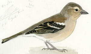 Azores Chaffinch