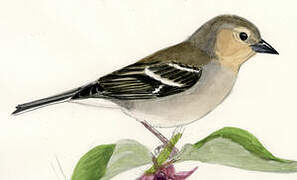 Azores Chaffinch