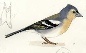 Azores Chaffinch