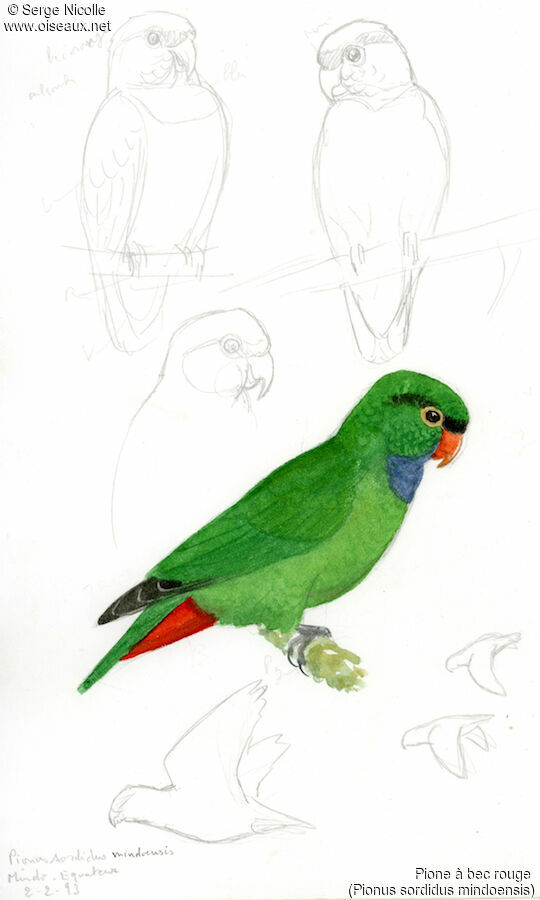 Red-billed Parrot, identification