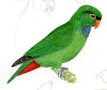 Red-billed Parrot