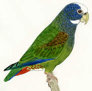 White-crowned Parrot