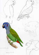 Blue-headed Parrot