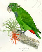 Scaly-headed Parrot