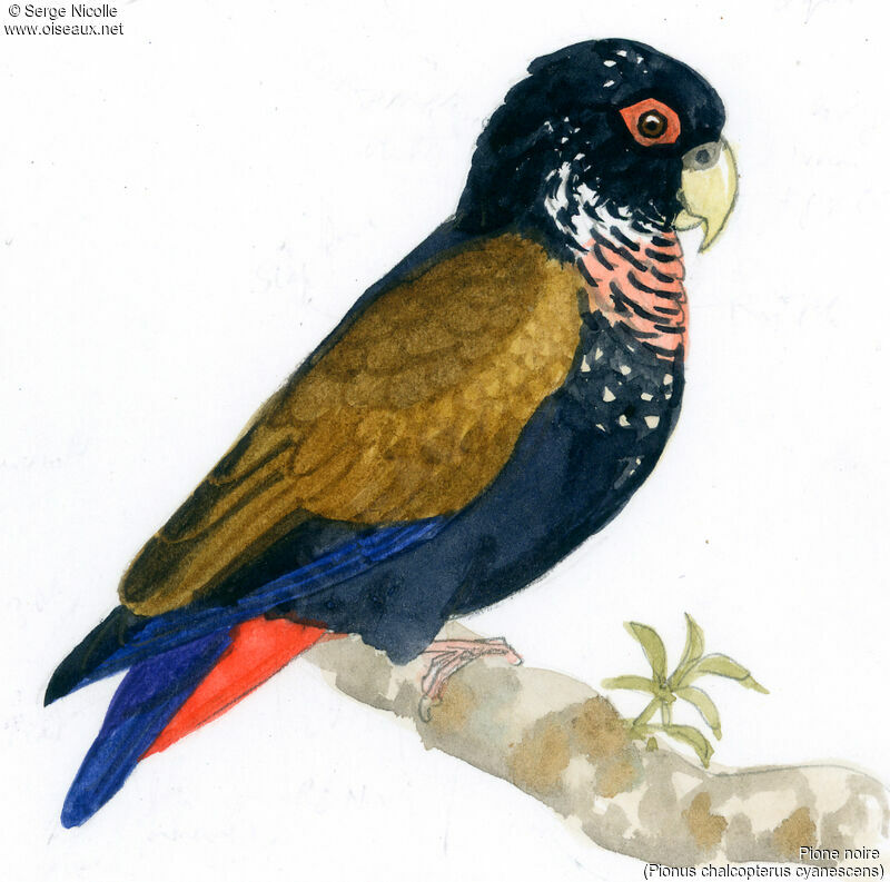 Bronze-winged Parrot, identification
