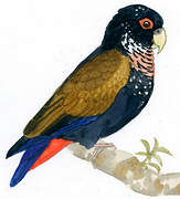 Bronze-winged Parrot