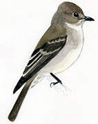 Western Wood Pewee