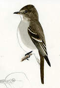 Western Wood Pewee