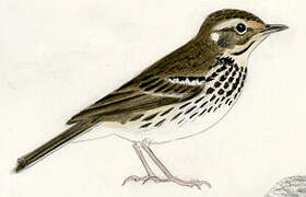 Olive-backed Pipit