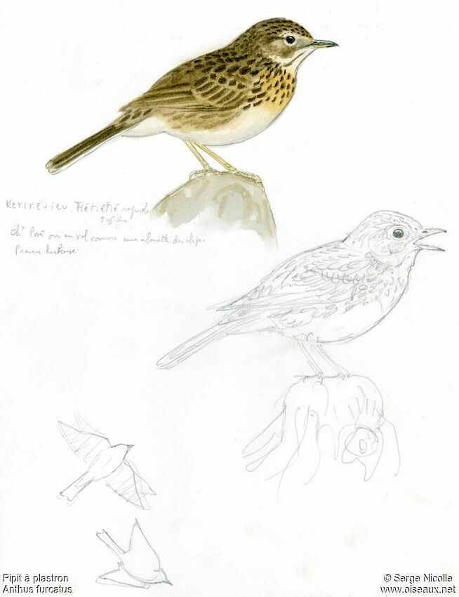 Pipit à plastron, identification