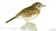 Pipit à plastron