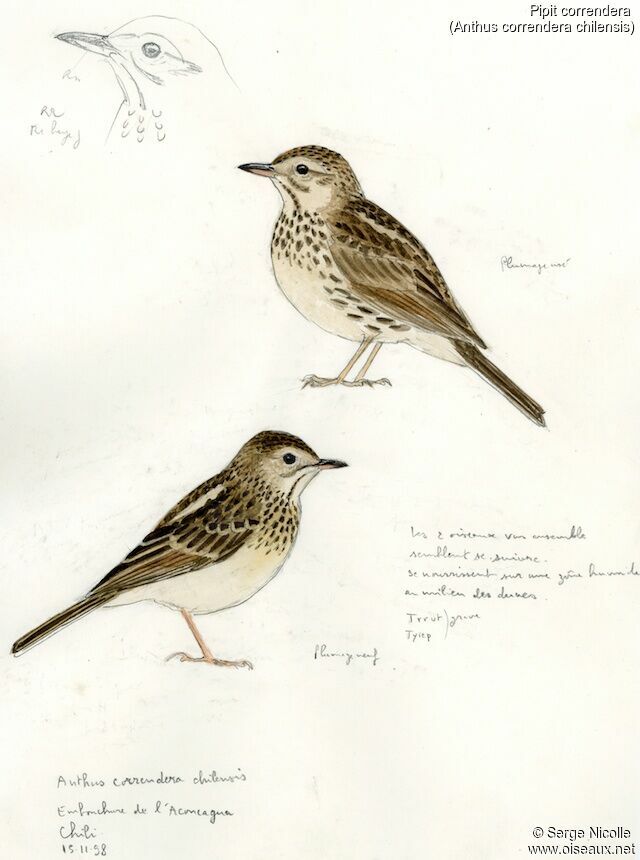 Pipit correndera, identification