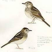 Pipit correndera