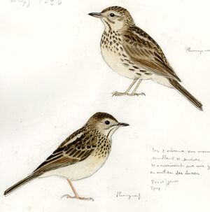 Pipit correndera