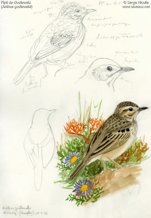 Blyth's Pipit, identification