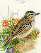 Blyth's Pipit