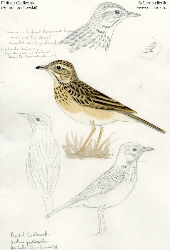 Pipit de Godlewski, identification