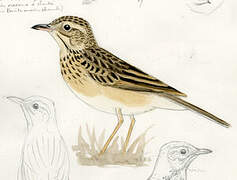 Blyth's Pipit