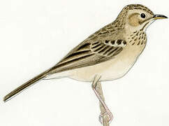 Blyth's Pipit