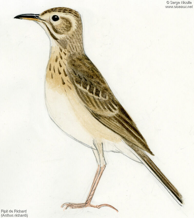 Pipit de Richard, identification