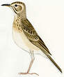 Pipit de Richard