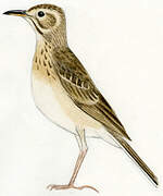 Richard's Pipit