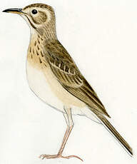 Pipit de Richard