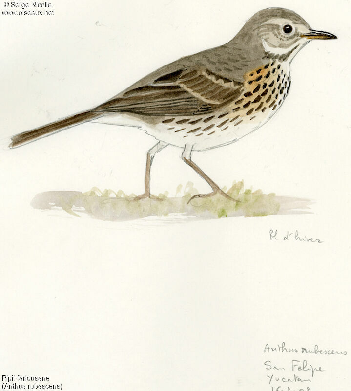 American Pipit, identification