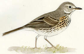 Buff-bellied Pipit