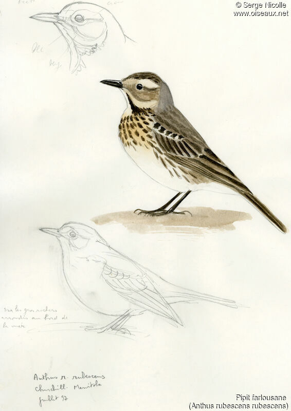 Buff-bellied Pipit, identification