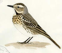 Buff-bellied Pipit