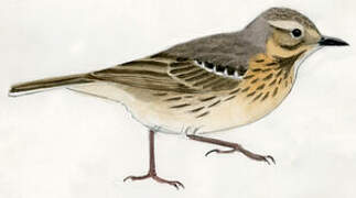 Buff-bellied Pipit