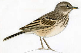 Buff-bellied Pipit