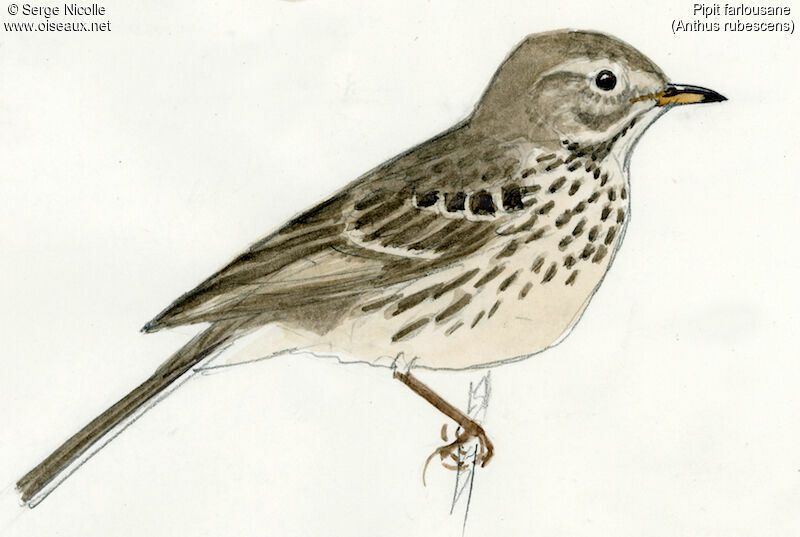 American Pipit, identification
