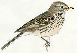 Buff-bellied Pipit