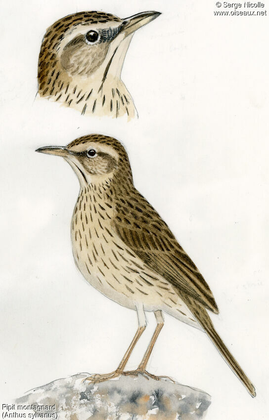 Upland Pipit, identification