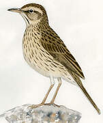 Upland Pipit