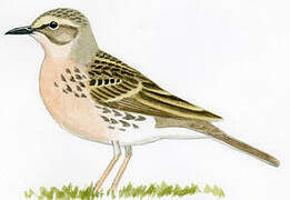 Rosy Pipit