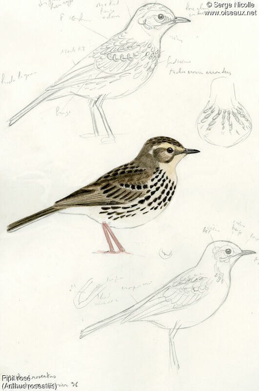 Rosy Pipit, identification