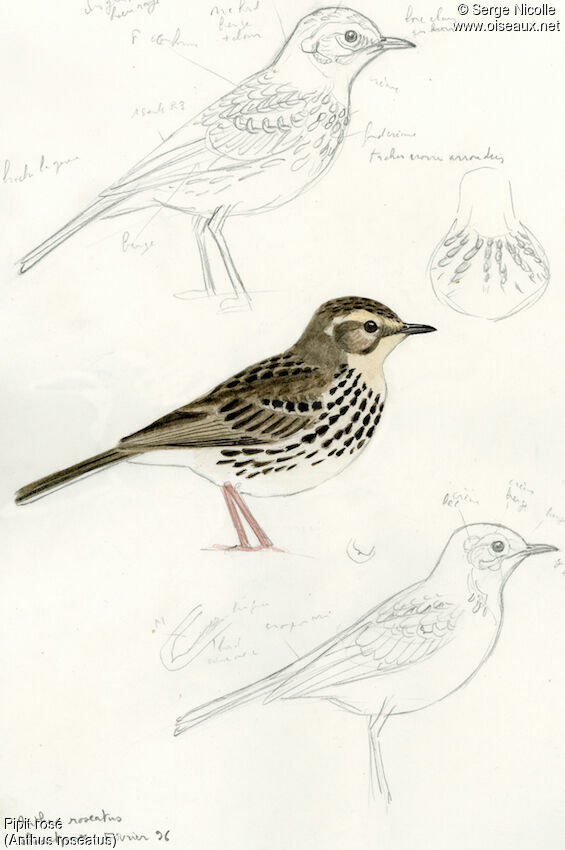 Pipit rosé, identification