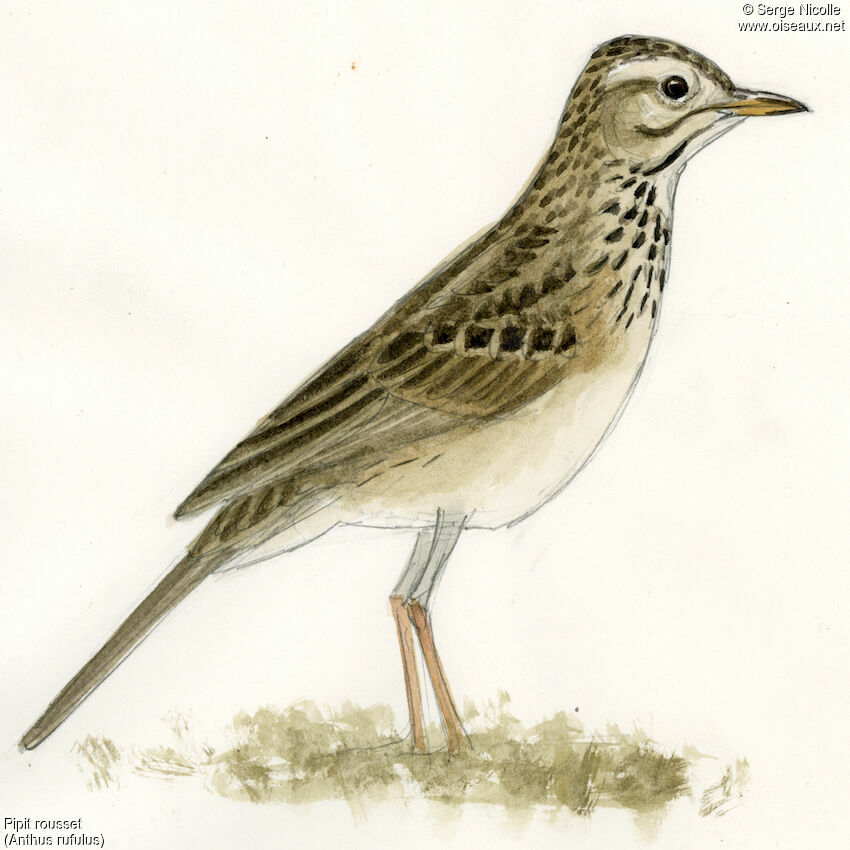 Paddyfield Pipit, identification