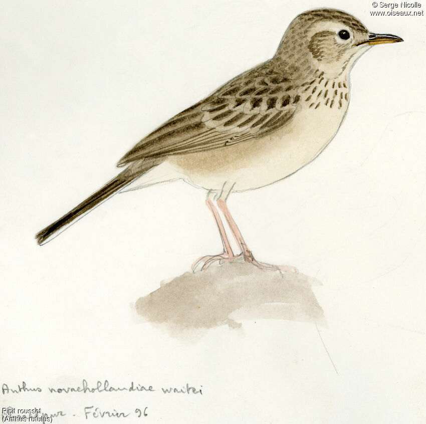 Paddyfield Pipit, identification