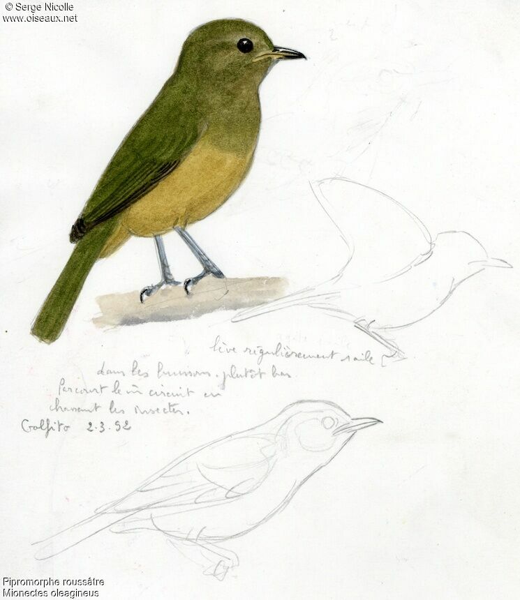 Ochre-bellied Flycatcher, identification